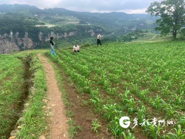 汇川区山盆镇“三抢”战汛护粮安