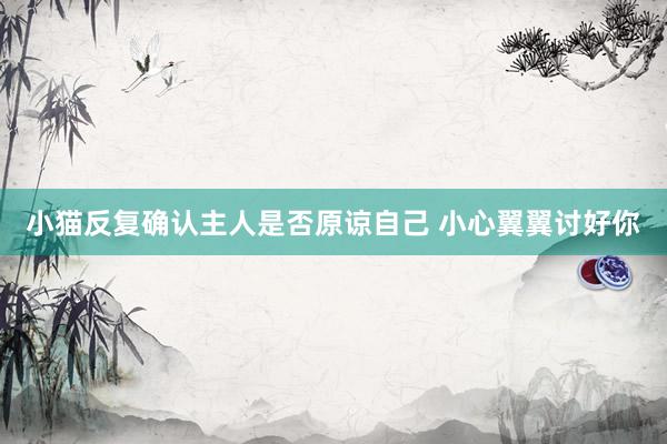 小猫反复确认主人是否原谅自己 小心翼翼讨好你