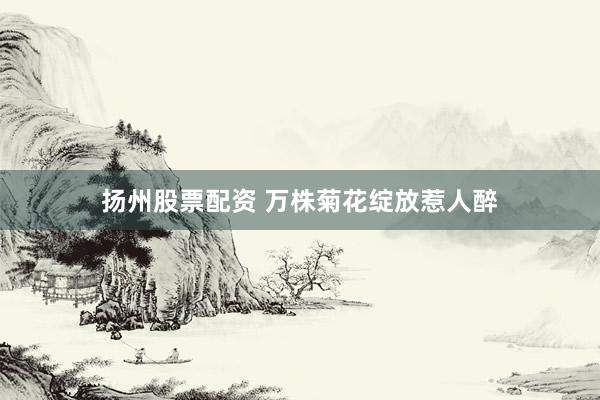 扬州股票配资 万株菊花绽放惹人醉